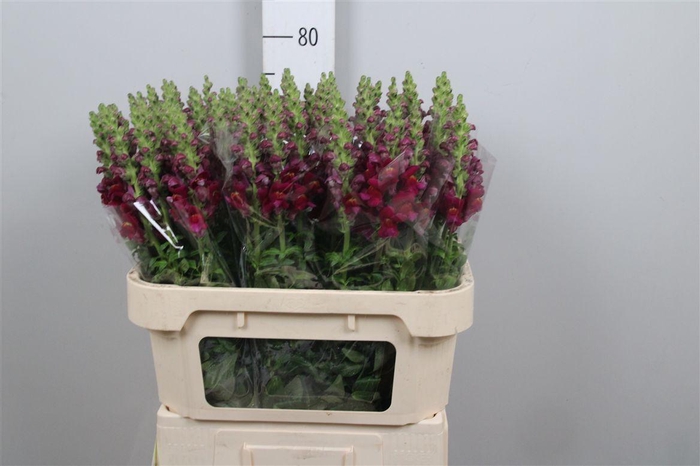 <h4>Antir Cool Crimson</h4>