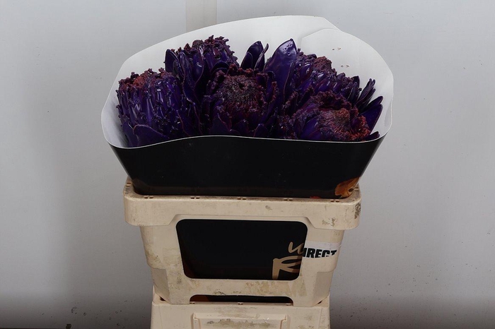 <h4>Decogroen Ov Klb H</h4>