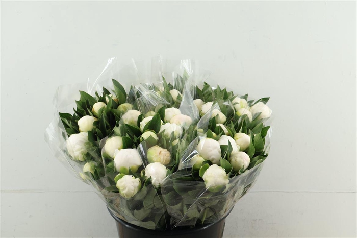 <h4>Paeo L Mme Cl Tain 45cm</h4>