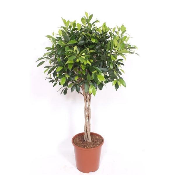 <h4>Ficus Nitida</h4>
