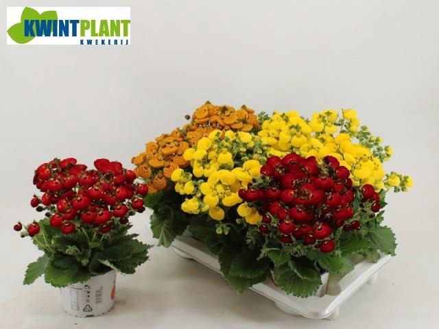 <h4>CALC CAL GEM</h4>