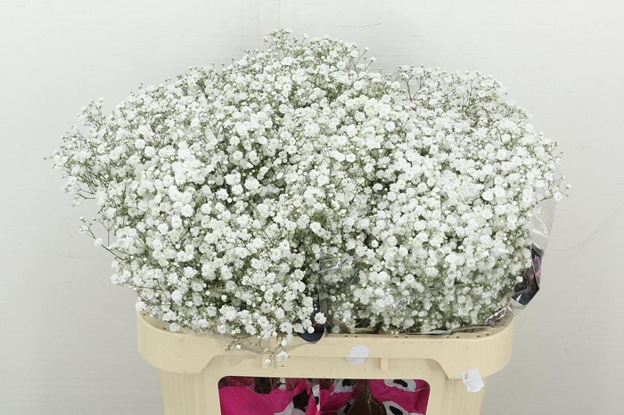 <h4>Gyps Pa Xlence</h4>