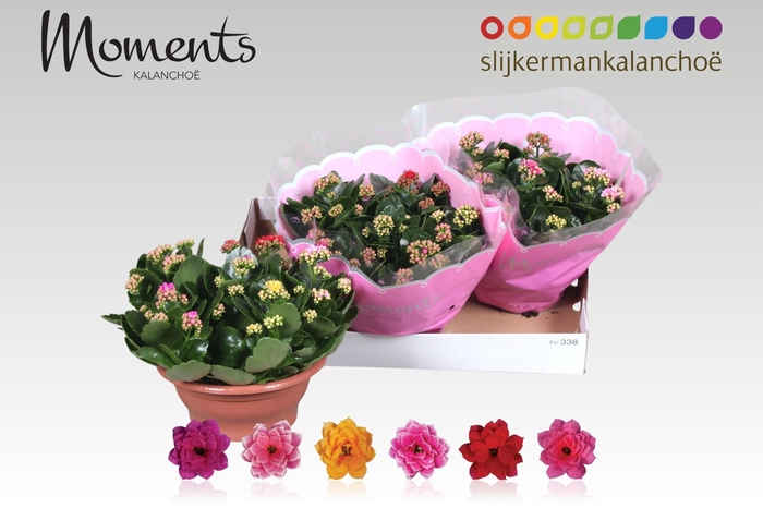 <h4>KAL GE GEM I POT</h4>