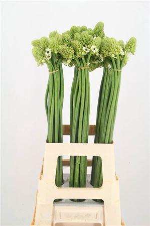 <h4>Ornit Saundersiae 75cm</h4>