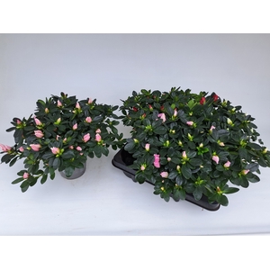 RHODO SI V GEM 3 SRT