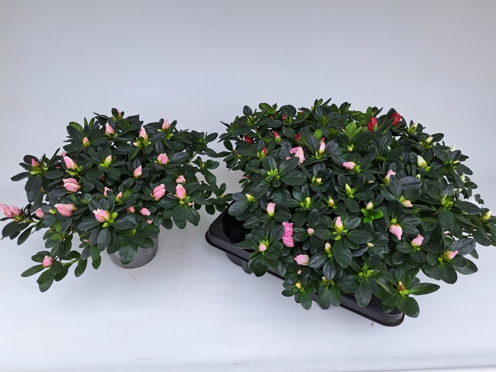<h4>RHODO SI V GEM 3 SRT</h4>