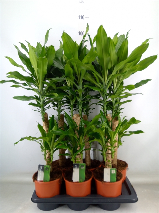 <h4>Dracaena frag. 'Steudneri'</h4>