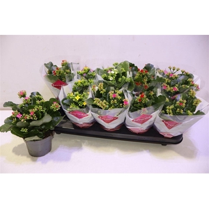 arr8 Kal En Gem 5 Kl