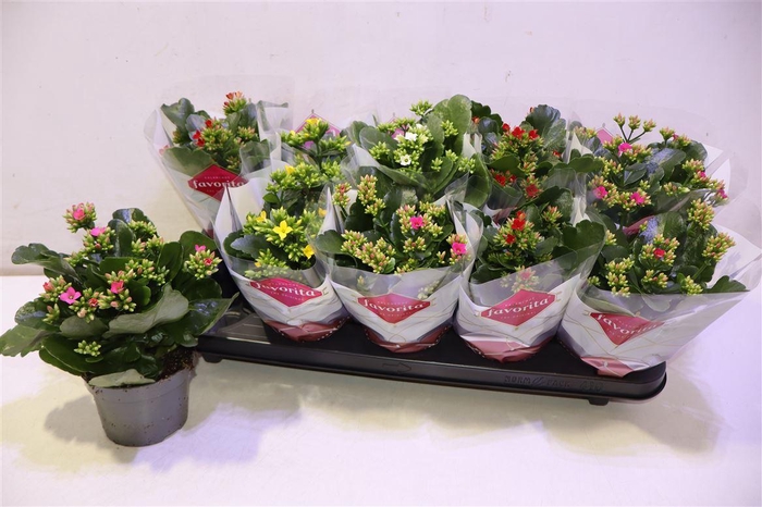 <h4>arr8 Kal En Gem 5 Kl</h4>