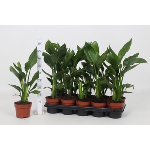 STRELITZIA REGINAE