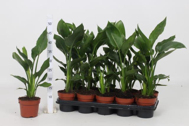<h4>STRELITZIA REGINAE</h4>