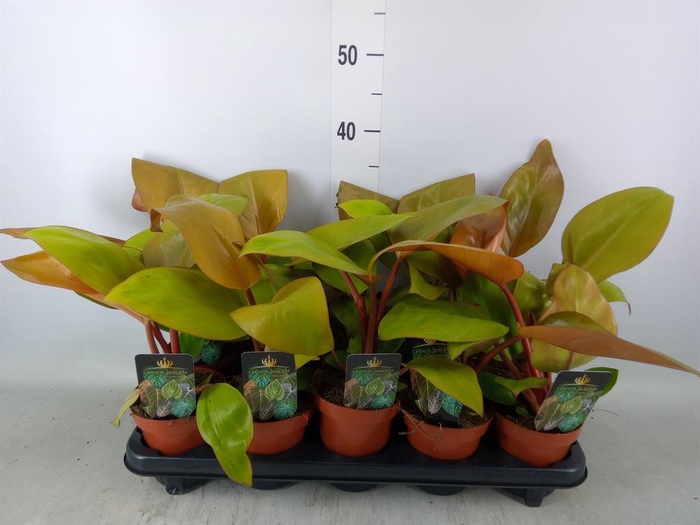 <h4>Philodendron   ...</h4>