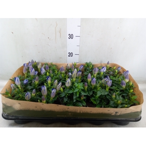 Gentiana scabra 'R Diam Blue Heart'