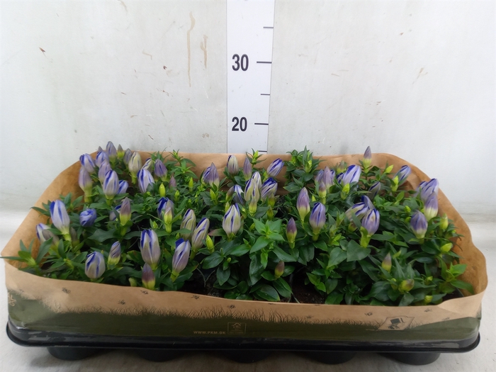 <h4>Gentiana scabra 'R Diam Blue Heart'</h4>