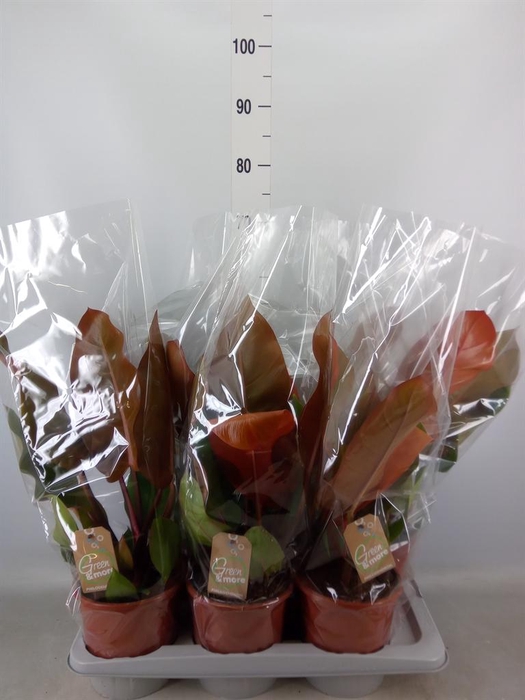 <h4>Philodendron ...</h4>