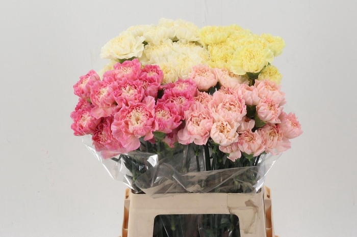 <h4>Di St Minami Mix</h4>