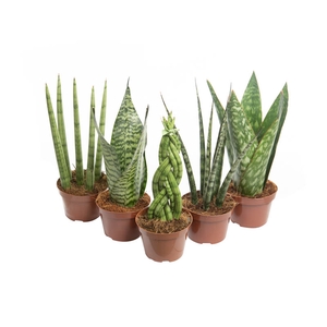 SANSEVIERA MINI MIX P10