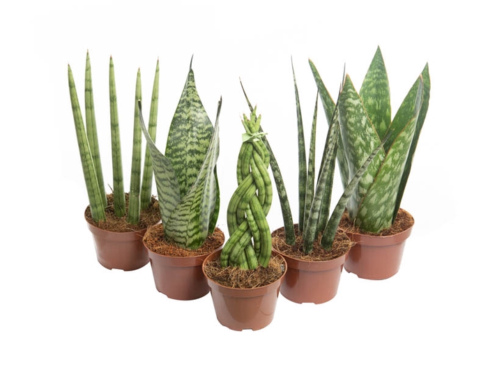 SANSEVIERA MINI MIX P10