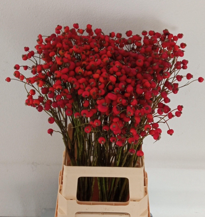 <h4>ROSA MAG AMAZING FAN</h4>