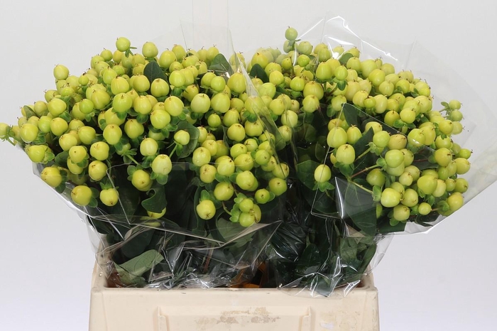 <h4>Hypericum Smiley Romance</h4>