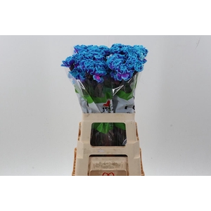 Di St Tinted SlushPuppy