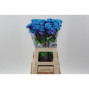 Di St Tinted SlushPuppy