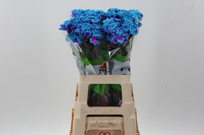 <h4>Di St Tinted SlushPuppy</h4>