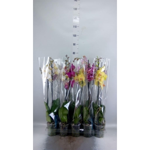 Phalaenopsis   ...mix  5