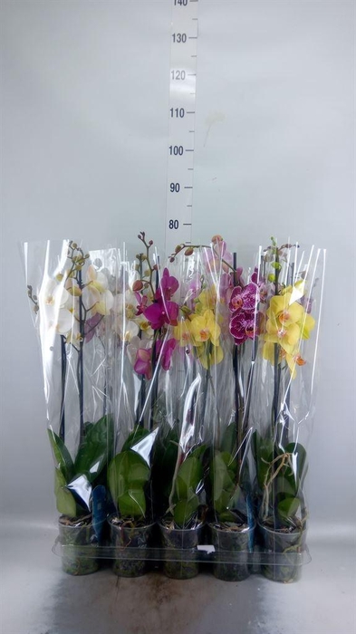 <h4>Phalaenopsis   ...mix  5</h4>