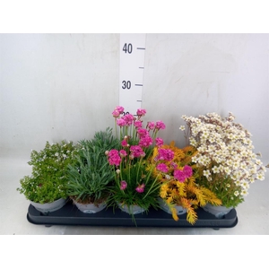 Rotsplanten   ...mix   [Rock plant]