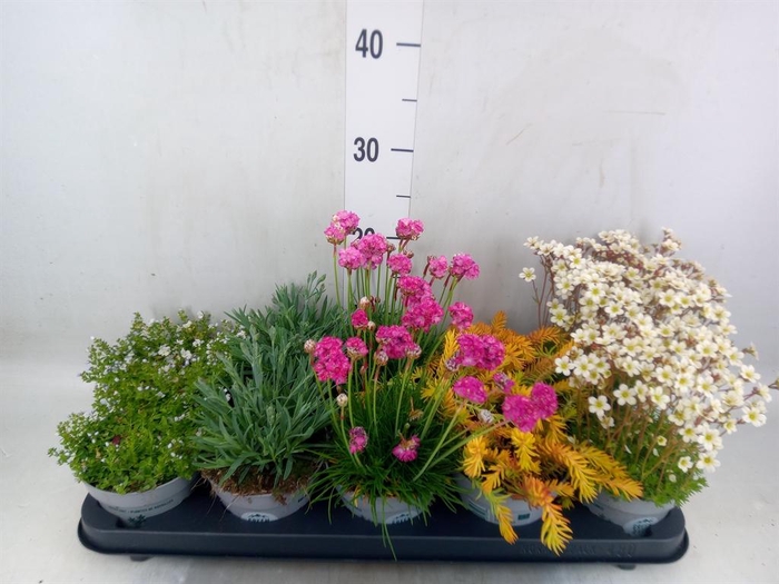 <h4>Rotsplanten   ...mix   [Rock plant]</h4>