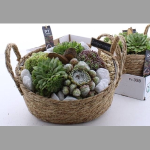 ARR SEMPERVIVUM