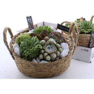 ARR SEMPERVIVUM
