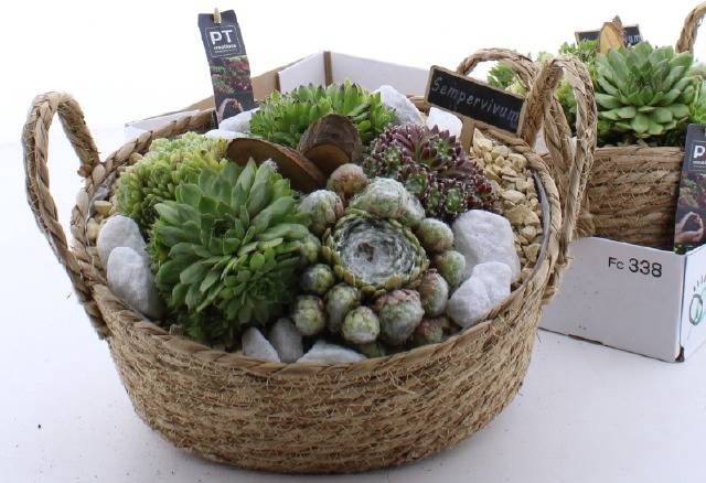 <h4>ARR SEMPERVIVUM</h4>