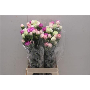 Di St Rainbow Mix Pastel
