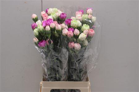 <h4>Di St Rainbow Mix Pastel</h4>