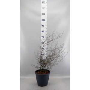 Corokia cotoneaster