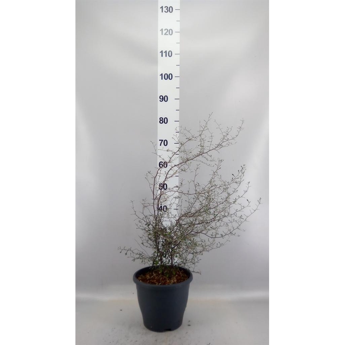 <h4>Corokia cotoneaster</h4>