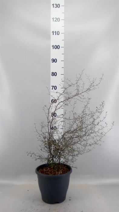 Corokia cotoneaster
