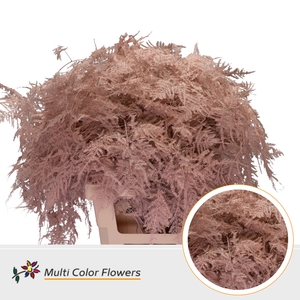 Asparagus Extra V Apricot