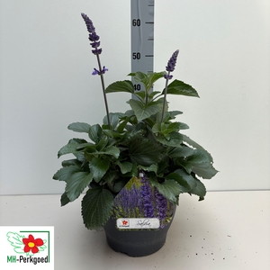 SALVIA MYS SPIRES BL