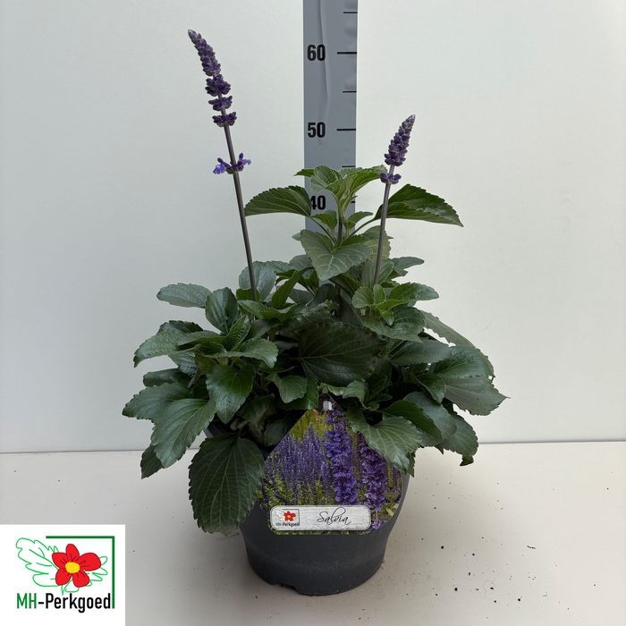 <h4>SALVIA MYS SPIRES BL</h4>