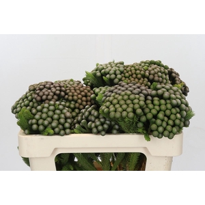 Kaaps Groen Albiflora