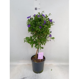 Lycianthes ran. 'Blue Fountain'