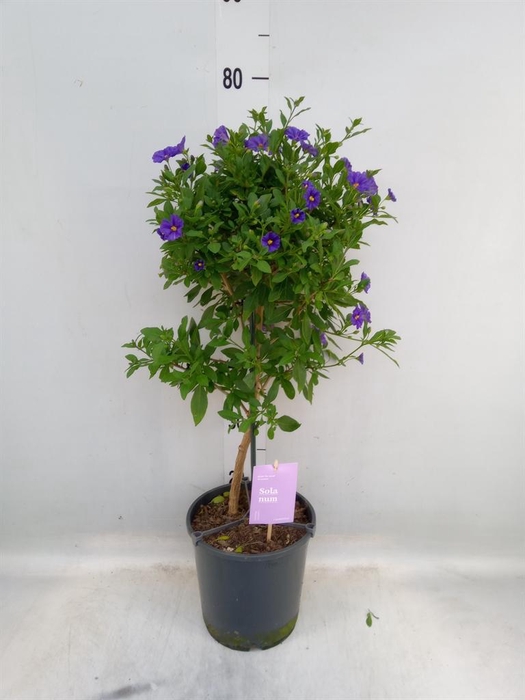 <h4>Lycianthes ran. 'Blue Fountain'</h4>