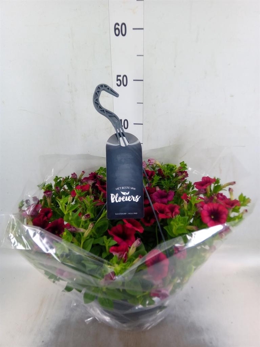 <h4>Petunia  'Surfinia'   ...</h4>