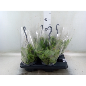 Dischidia ovata
