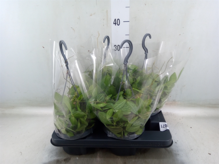 <h4>Dischidia ovata</h4>
