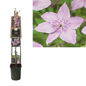 Clematis 'Hagley Hybrid' +3.0 label