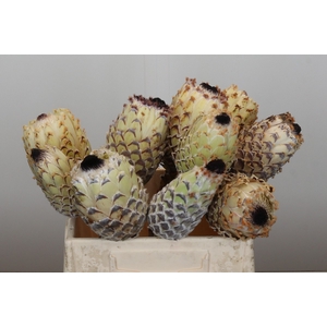 Protea Barbigera White No leaves